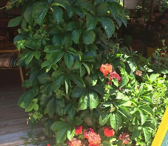 Ξενοδοχείο Sato Σιντέ